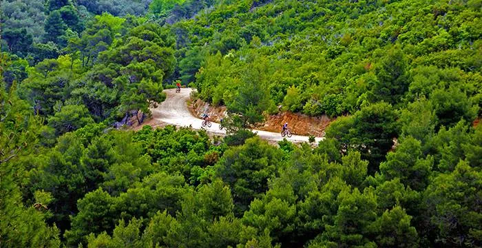 A track through the pine forest on Skiathos
